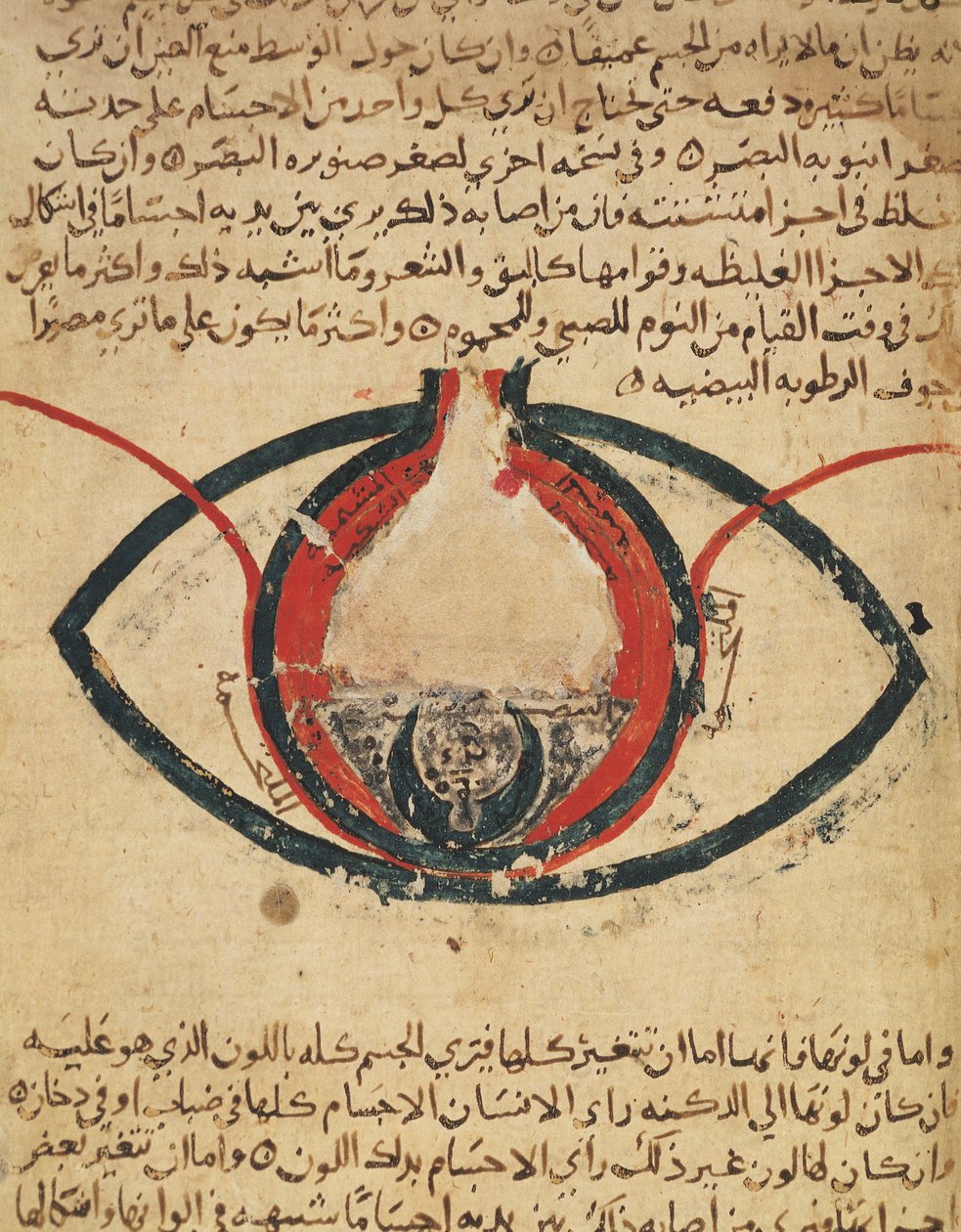 Anatomie de l