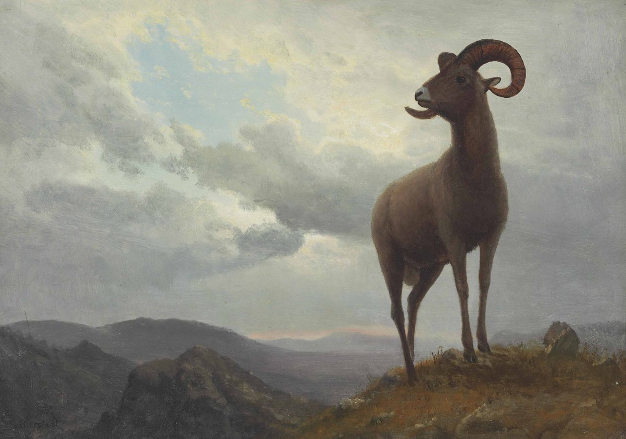 Mouton à longues cornes - Albert Bierstadt