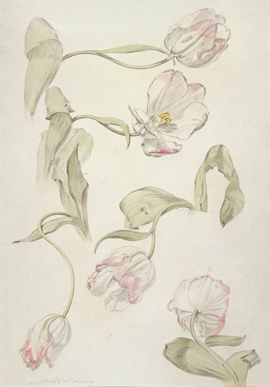 Tulipes - Albert Williams