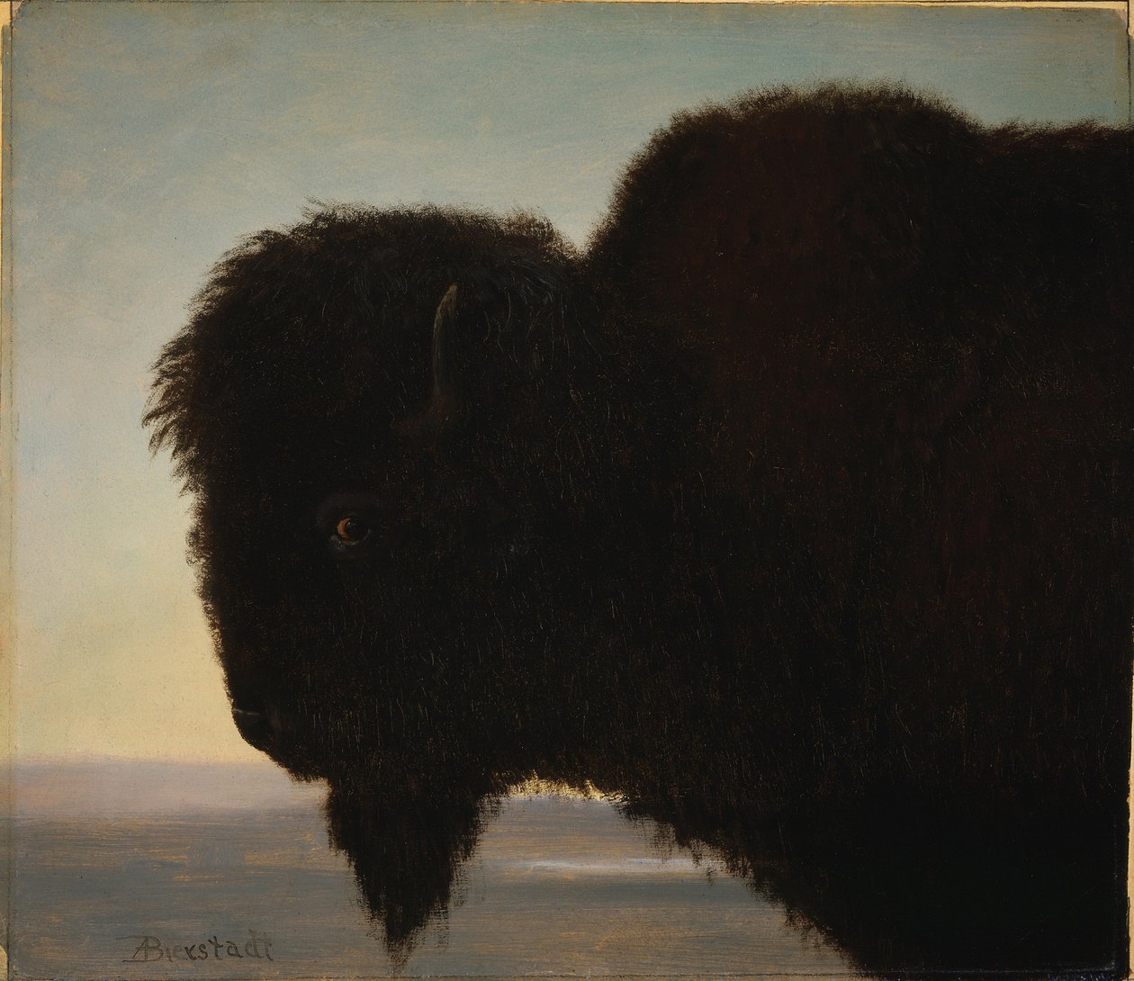 Tête de buffle - Albert Bierstadt