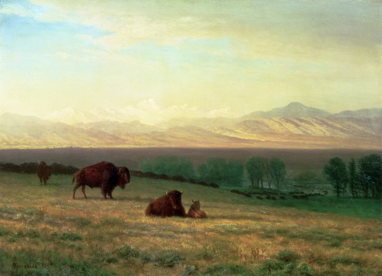 Buffles sur les plaines, c.1890 - Albert Bierstadt