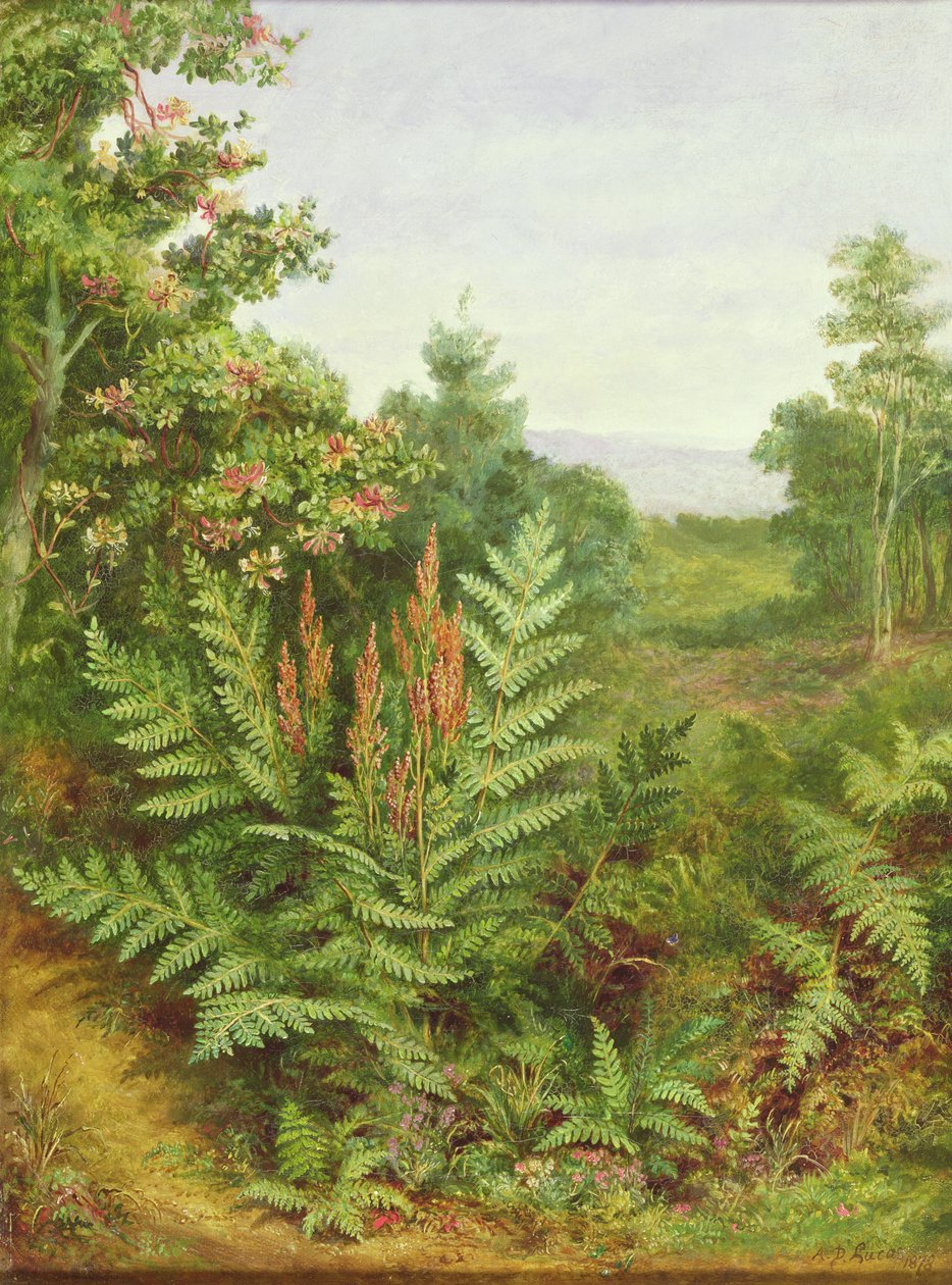 Chèvrefeuille et fougères - Albert Durer Lucas