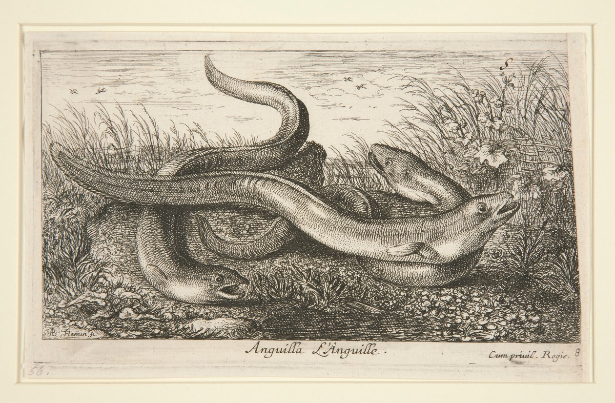 Anguilla. L - Albert Flamen