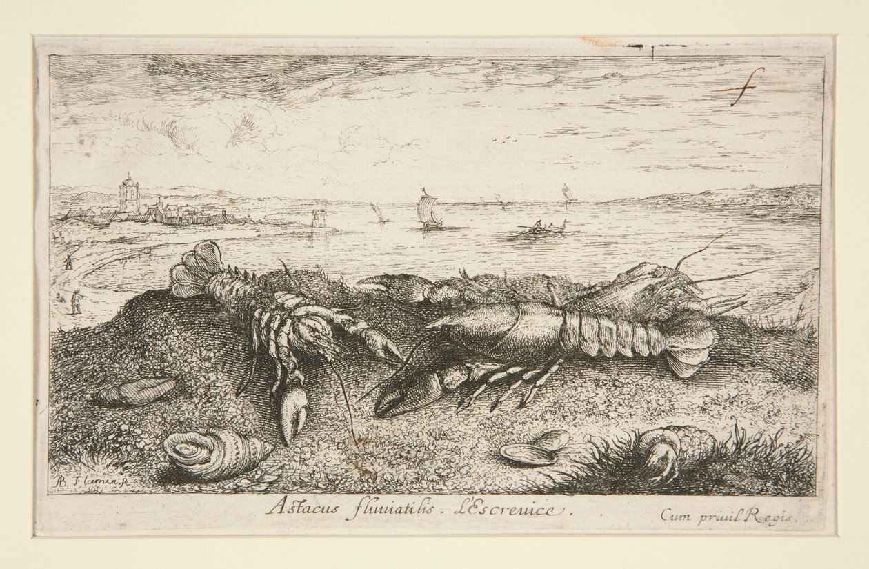 Astacus fluriatilis. L - Albert Flamen