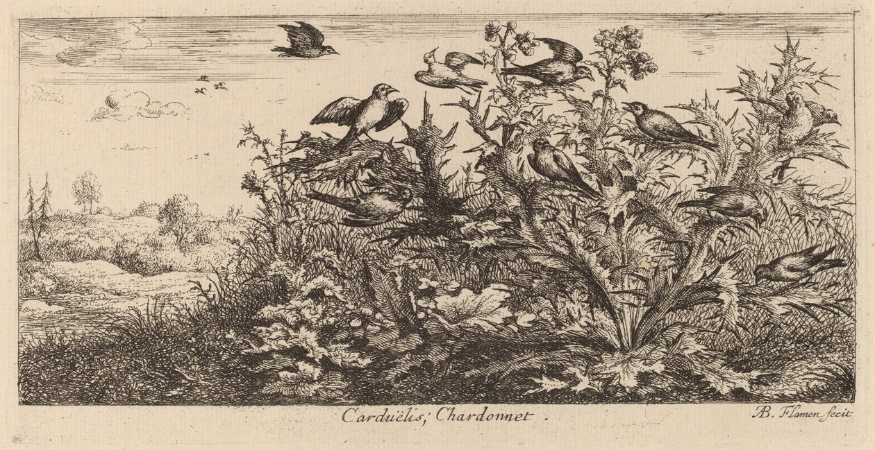 Carduelis, le chardonneret - Albert Flamen