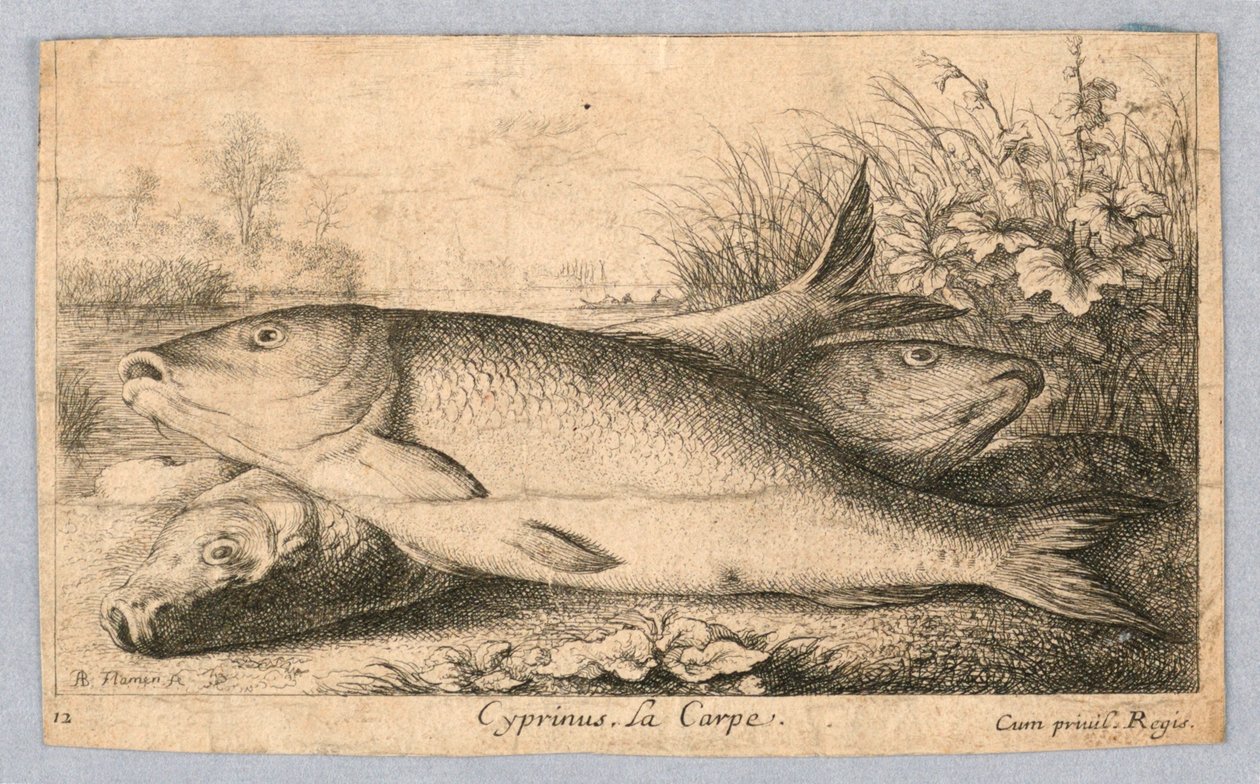 Carpe - Albert Flamen