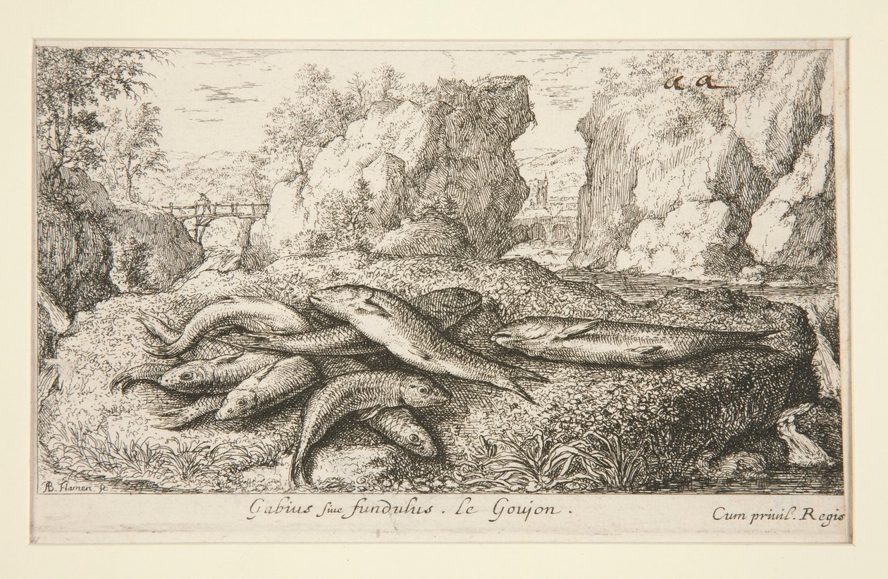 Gabius ou goujon - Albert Flamen