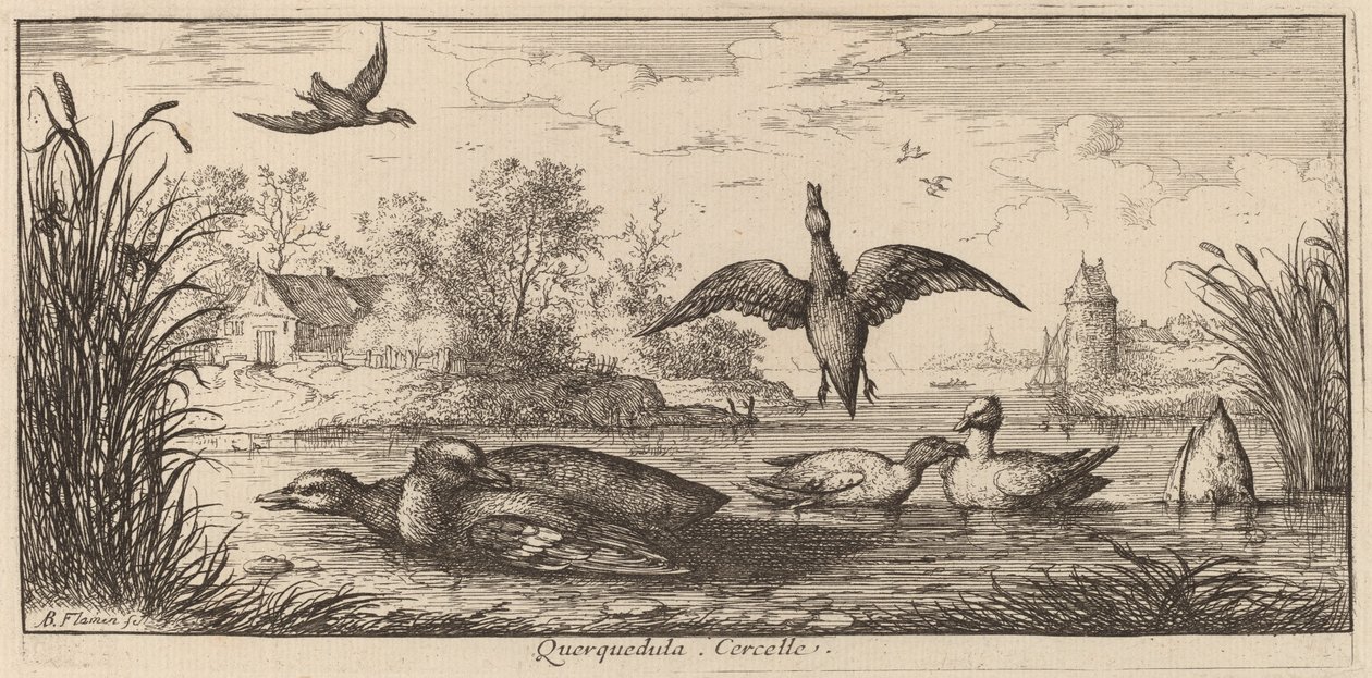 Querpedula, la sarcelle - Albert Flamen