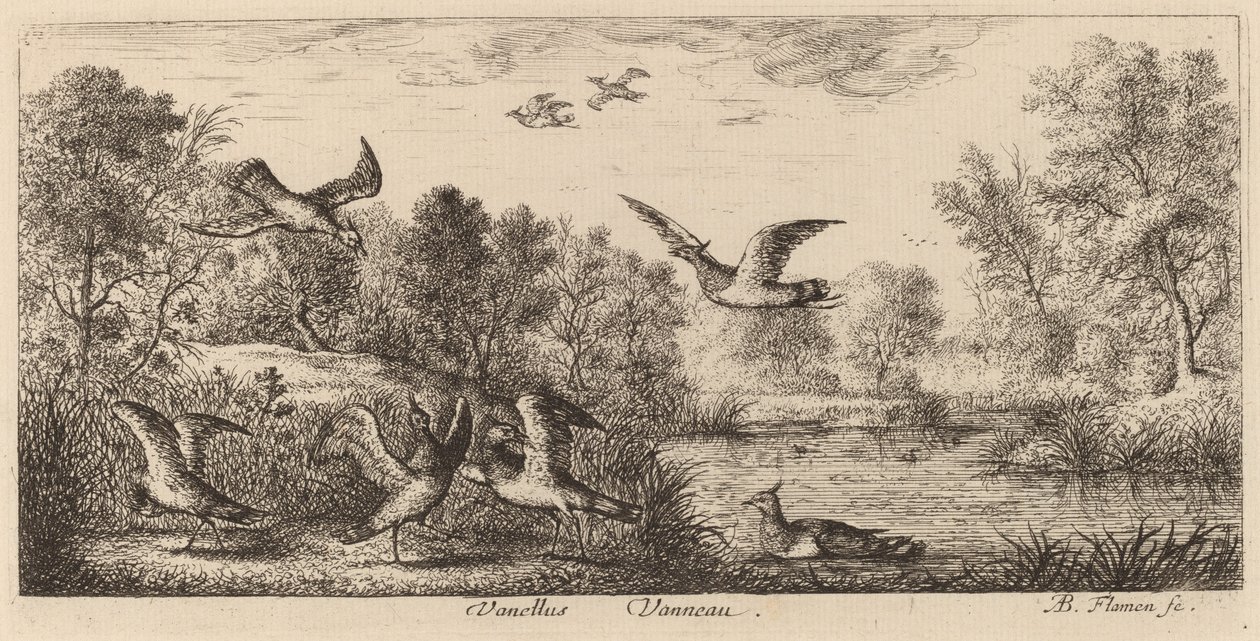 Vanellus, Le Vanneau - Albert Flamen