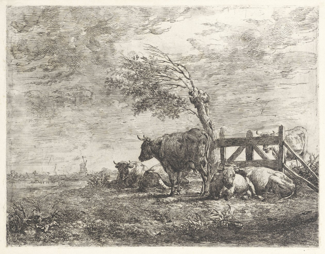 Vaches près d