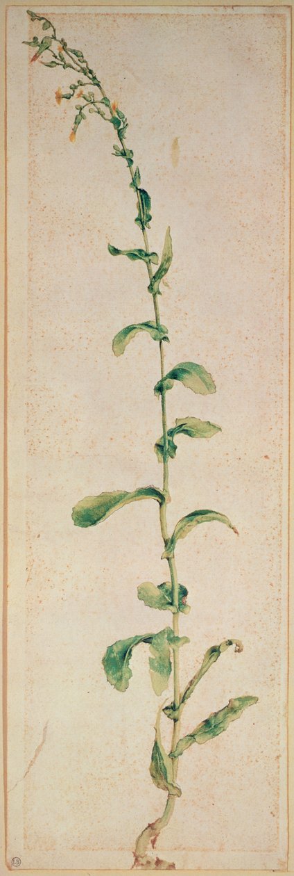 Une plante de tabac - Albrecht Dürer