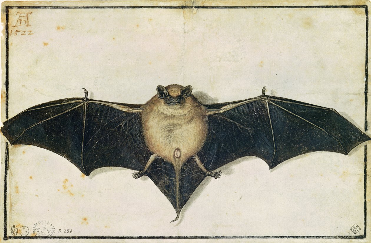 Chauve-souris, 1522 - Albrecht Dürer
