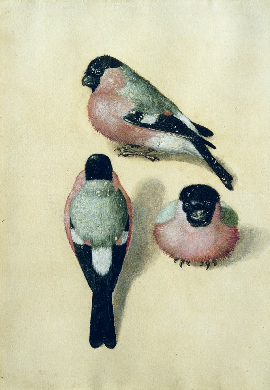 Trois études d