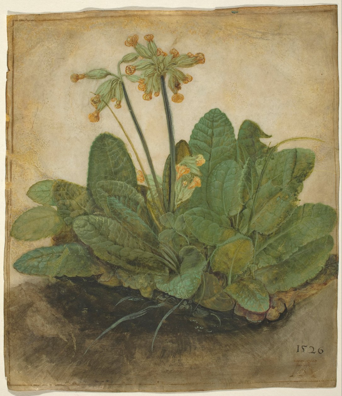Touffe de primevères - Albrecht Dürer