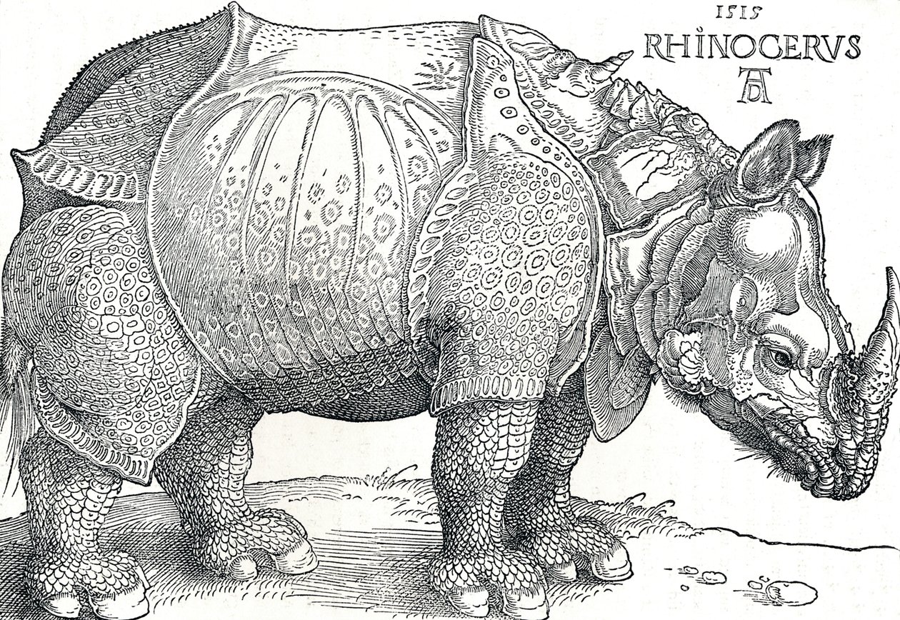 Un rhinocéros - Albrecht Dürer