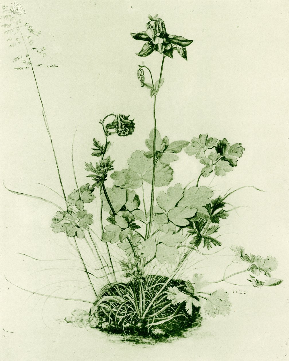 Colombine - Albrecht Dürer