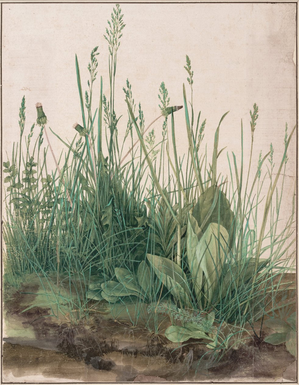 Le grand morceau de gazon - Albrecht Dürer