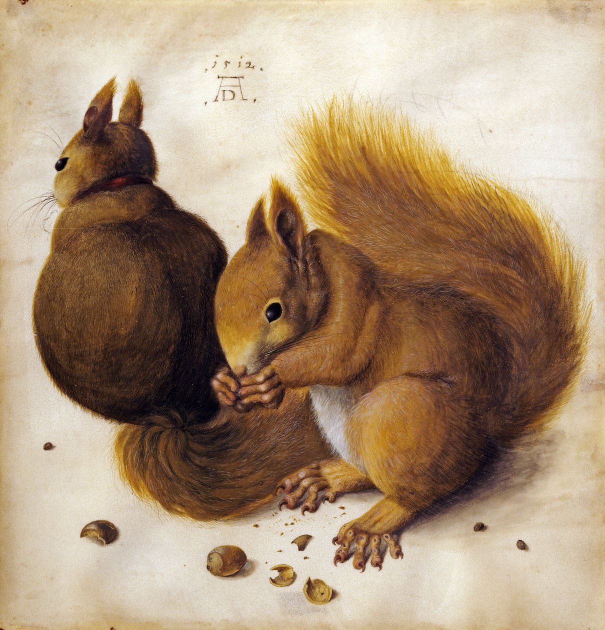 Écureuil - Albrecht Dürer
