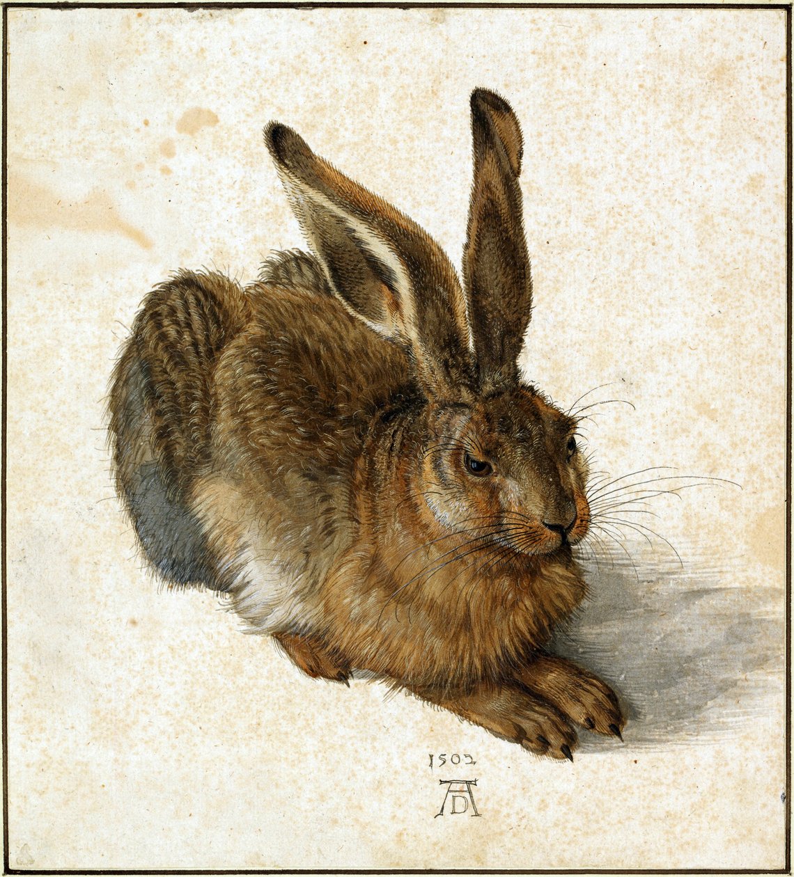 Lièvre (retouché) - Albrecht Dürer