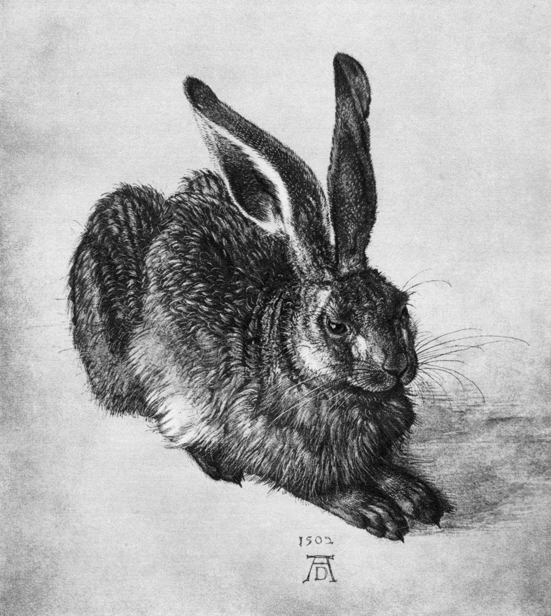 Lièvre, 1502, 1936 - Albrecht Dürer