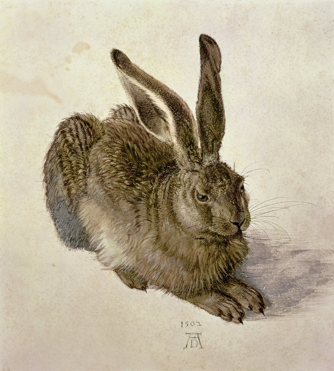 Jeune Lièvre - Albrecht Dürer