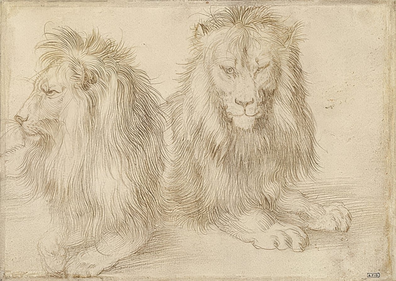 Deux lions couchés - Albrecht Dürer