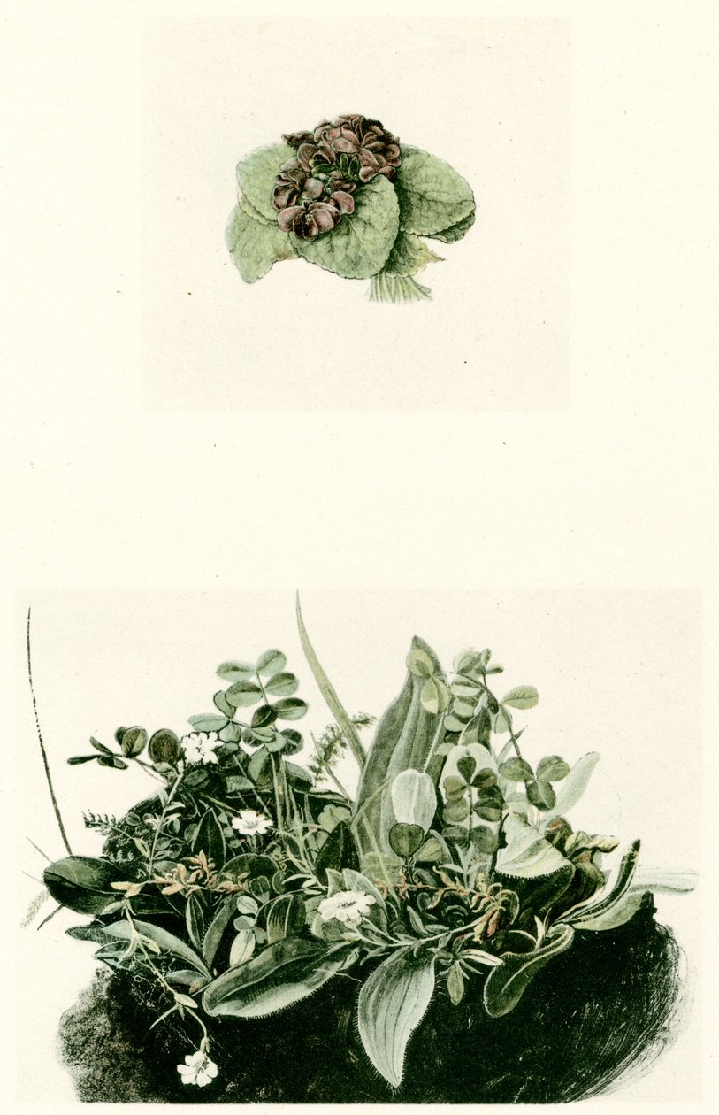 Violettes - Albrecht Dürer