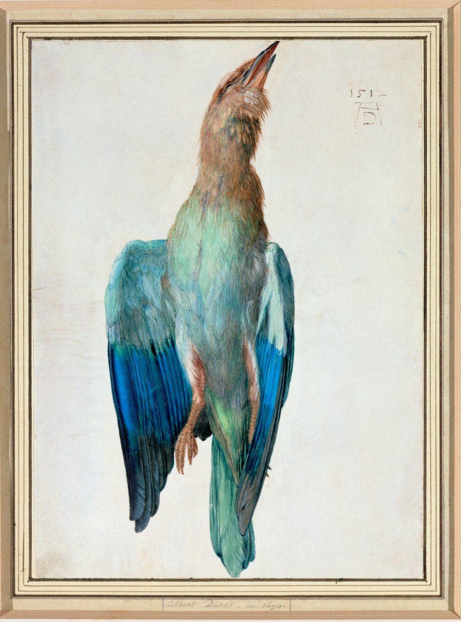 Blue Roller - Albrecht Dürer or Duerer