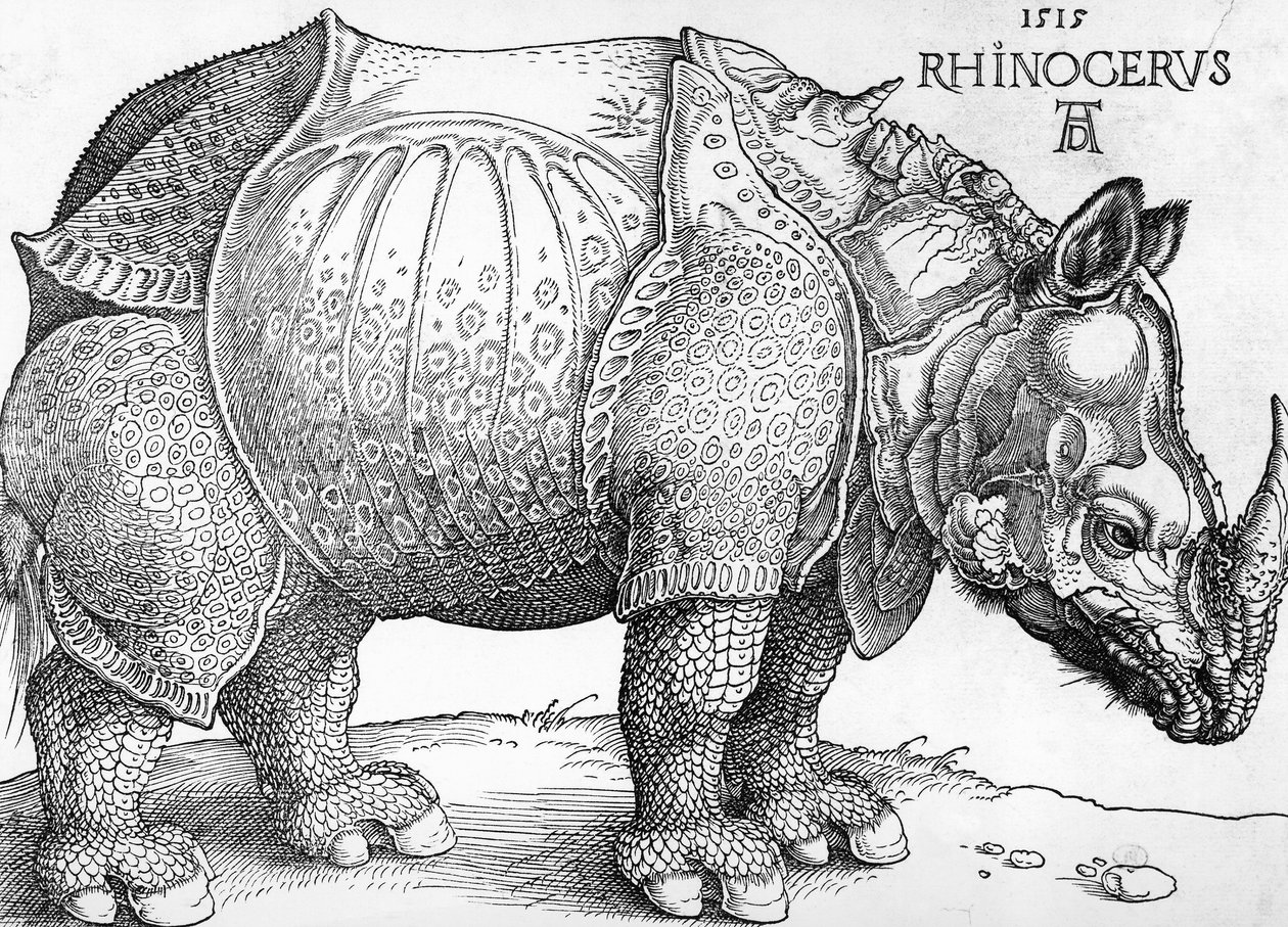 Rhinocéros - Albrecht Dürer