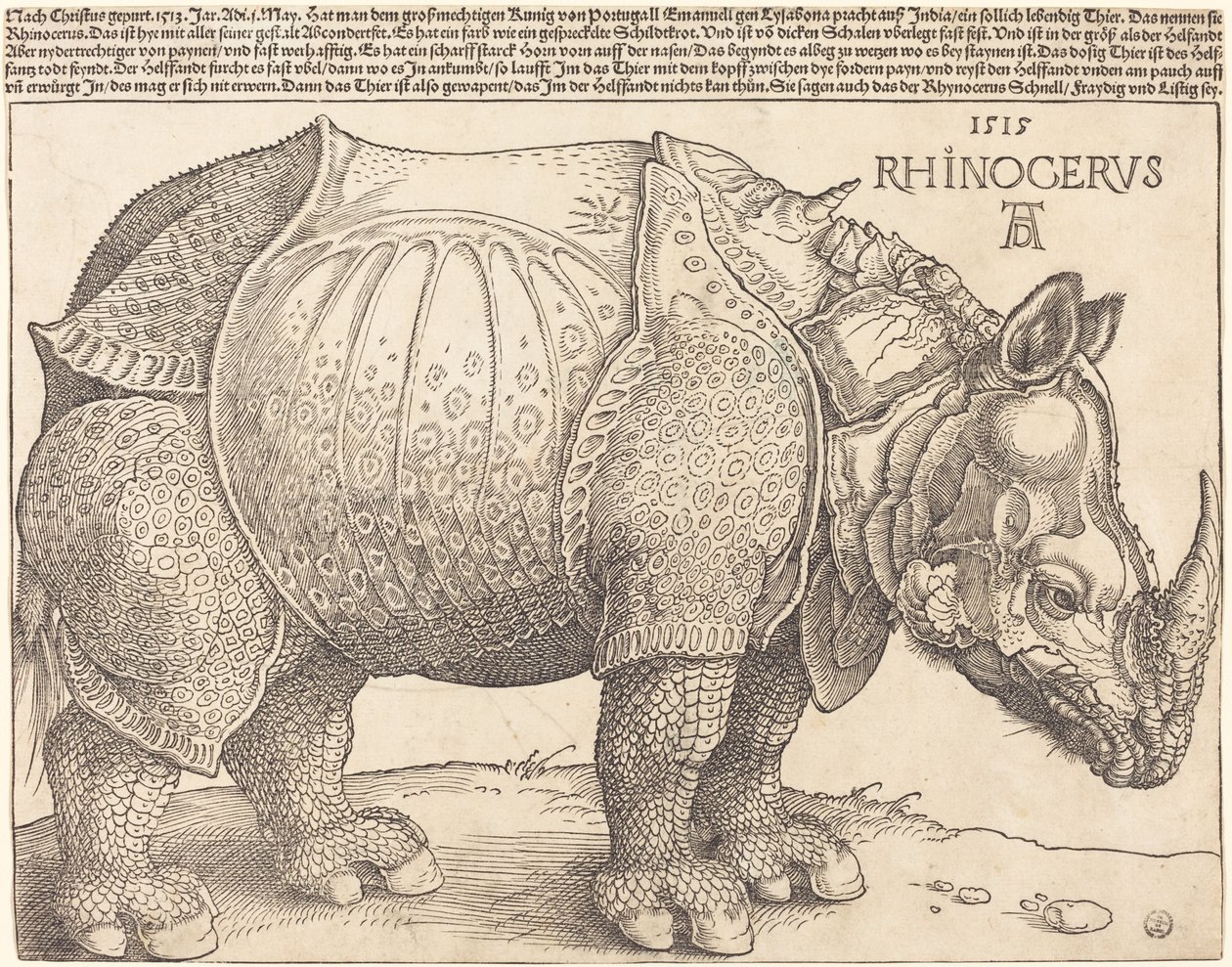 Le Rhinocéros - Albrecht Dürer