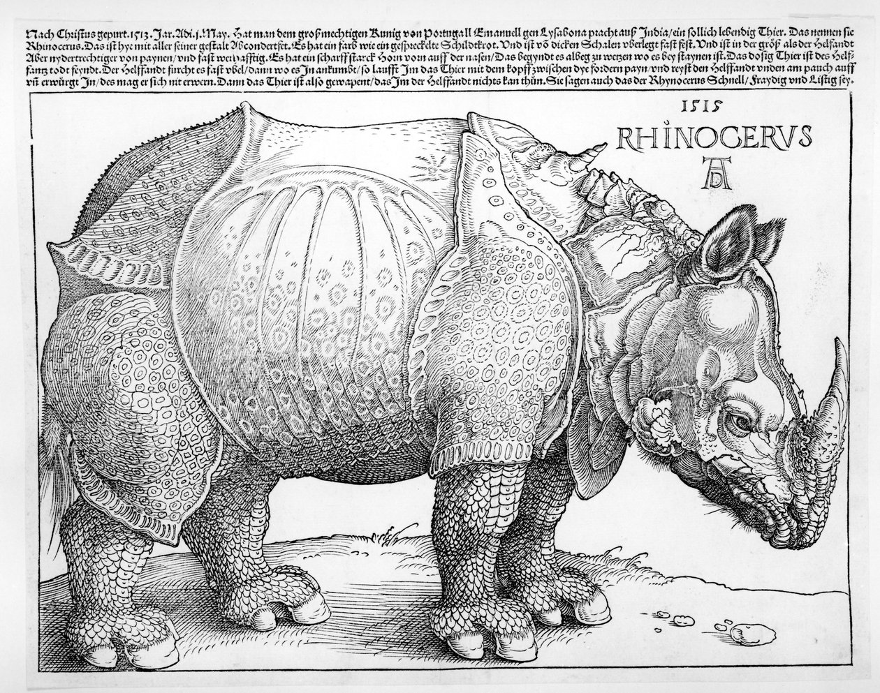 Le Rhinocéros, 1515 - Albrecht Dürer