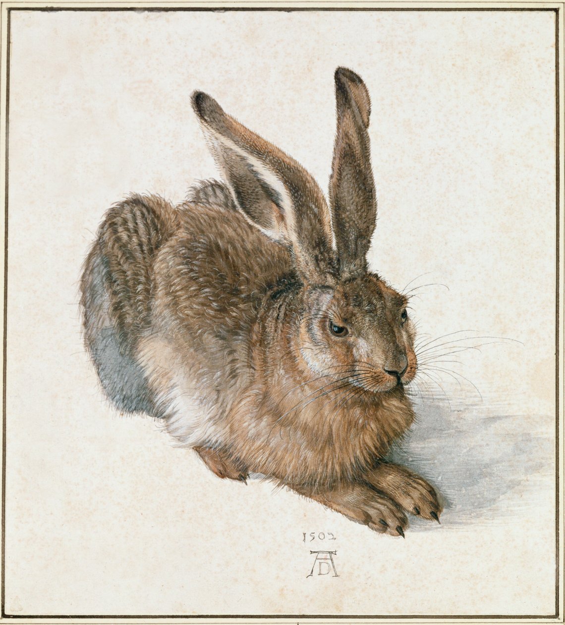 Jeune lièvre - Albrecht Dürer or Duerer