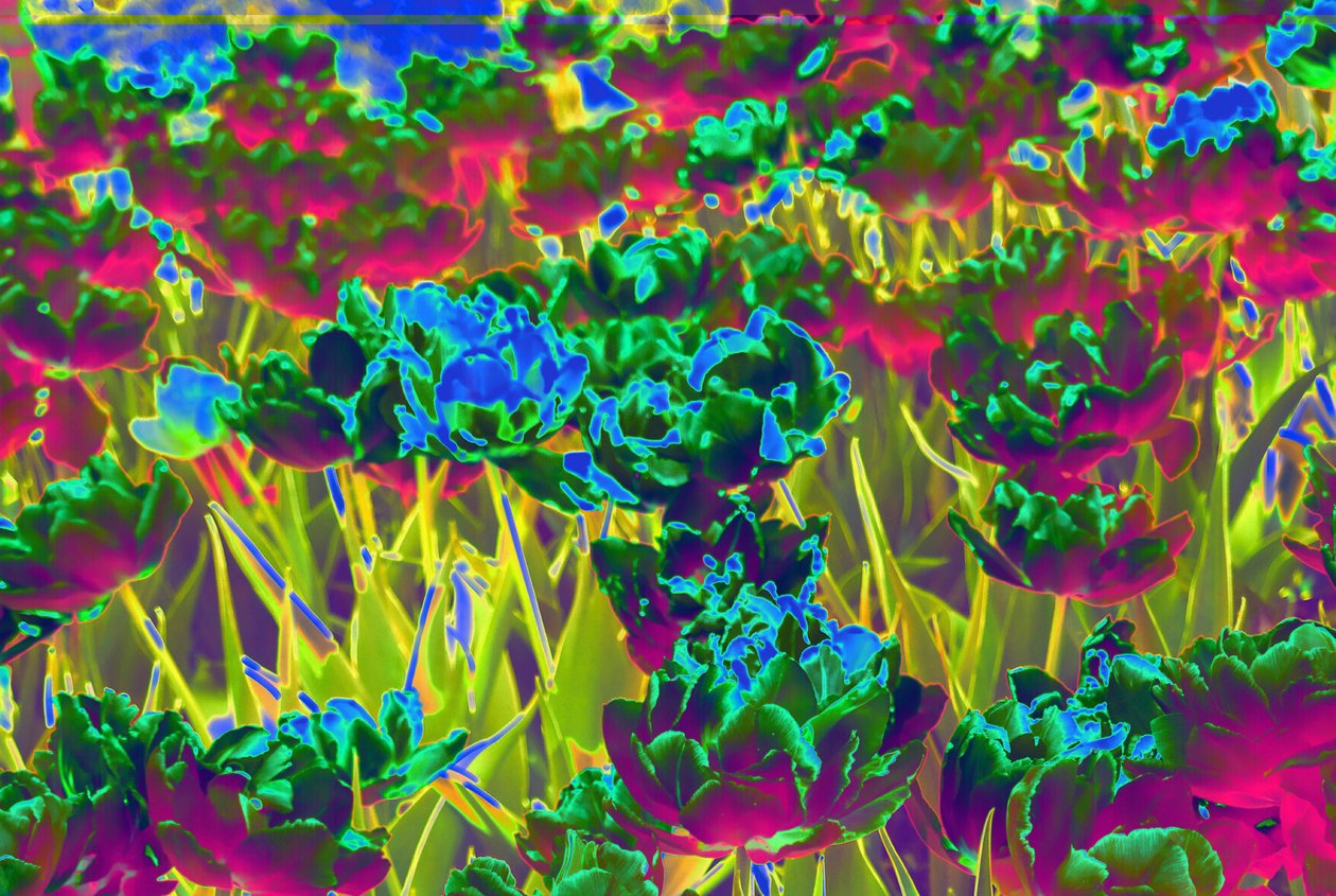 jardin, 2019 - Alex Caminker