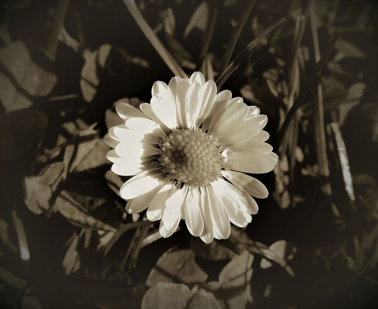 Sans titre - Alex Caminker