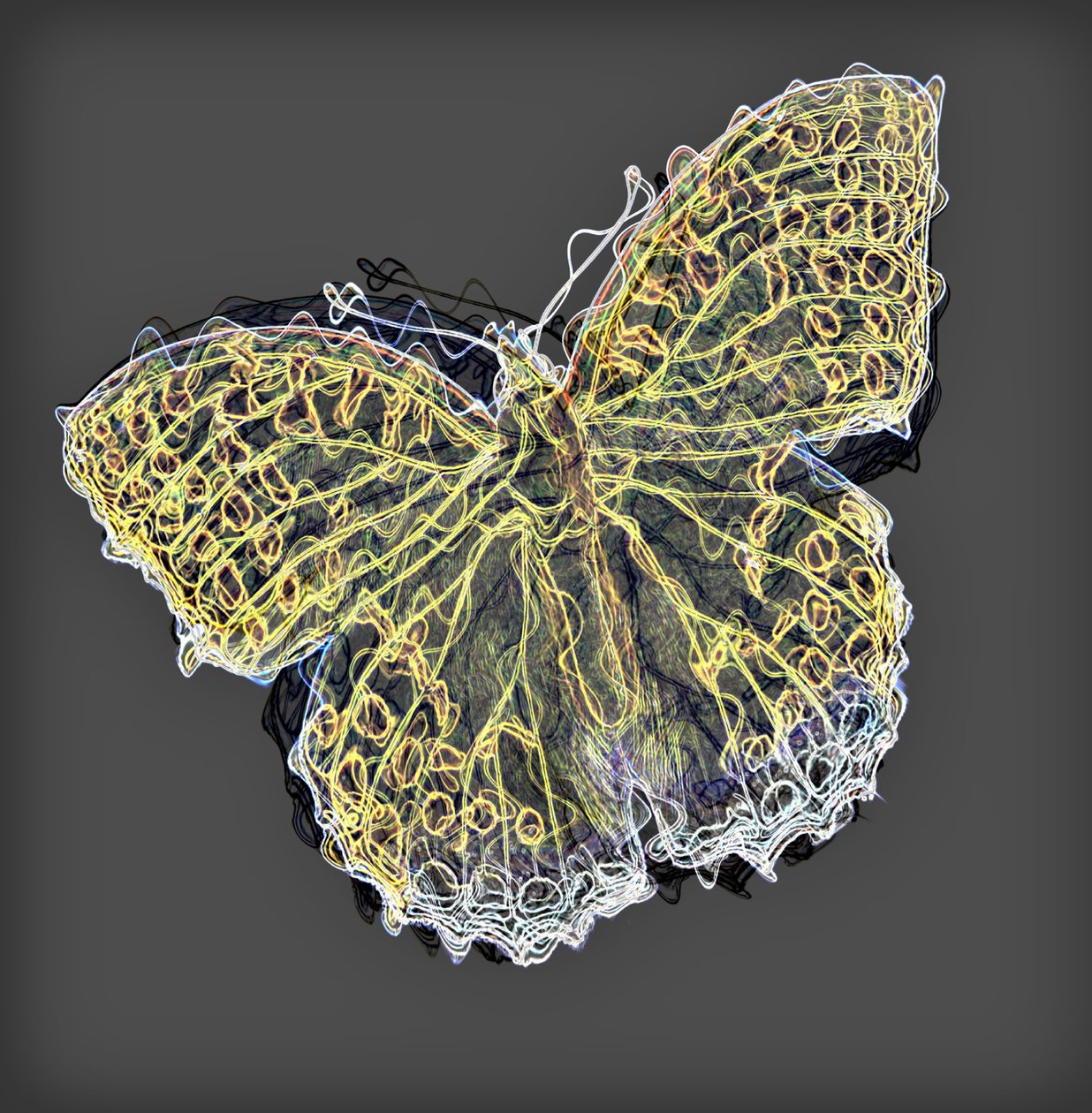 Papillon 9, 2020 - Alex Caminker