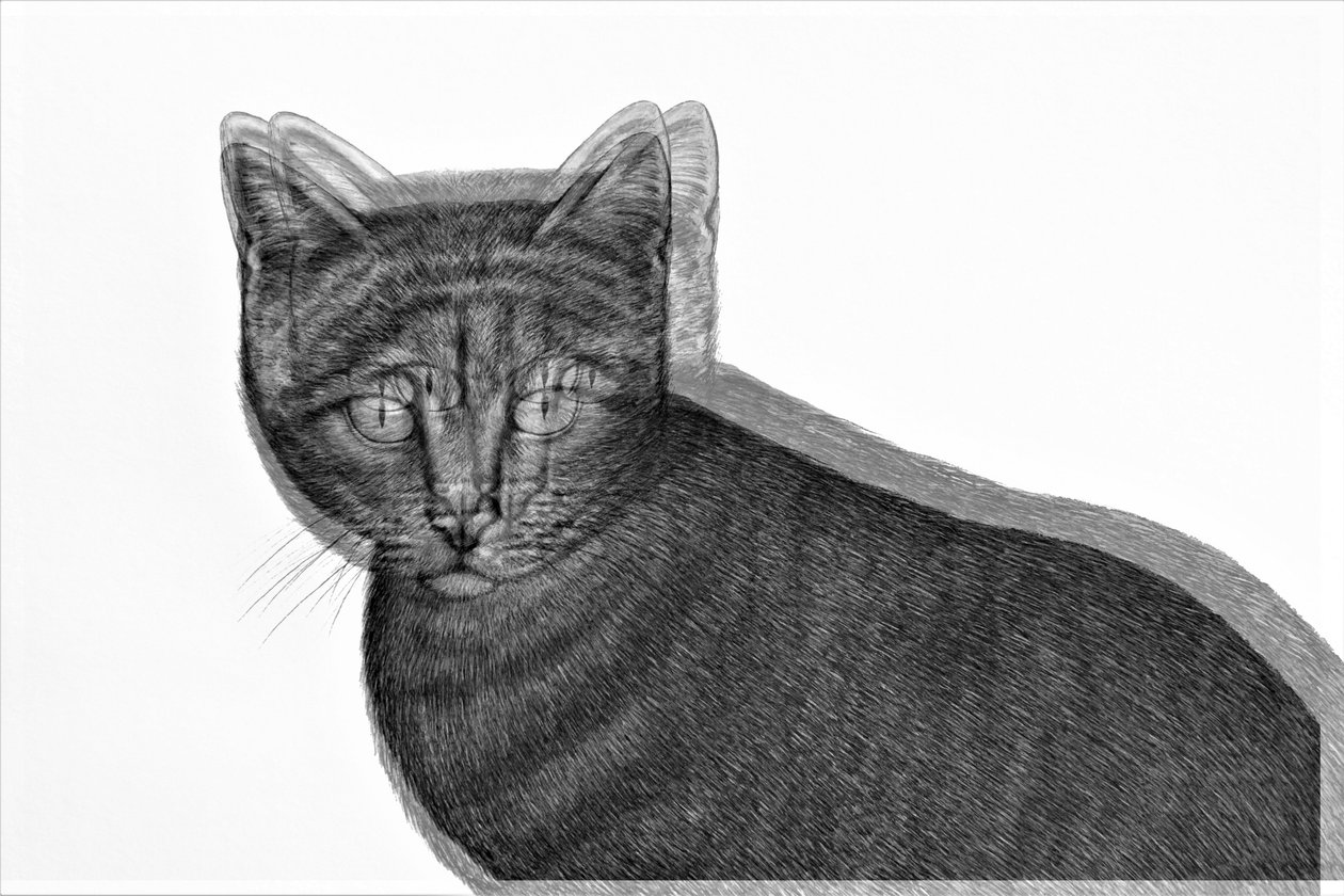 chat électrique, 2019 - Alex Caminker