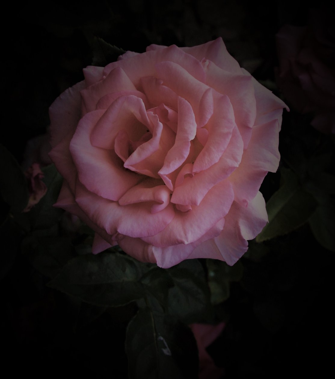 Planète rose - Alex Caminker