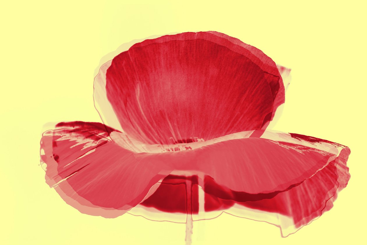 Tulipe rouge, 2019 - Alex Caminker