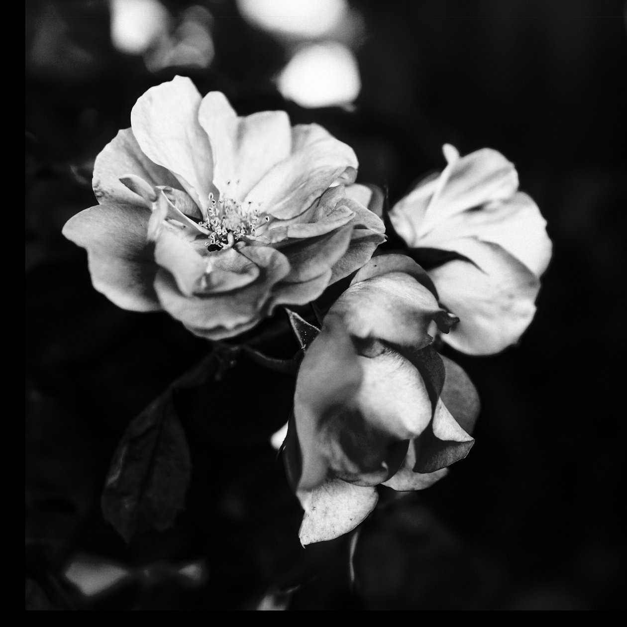 trois fleurs, 2019 - Alex Caminker