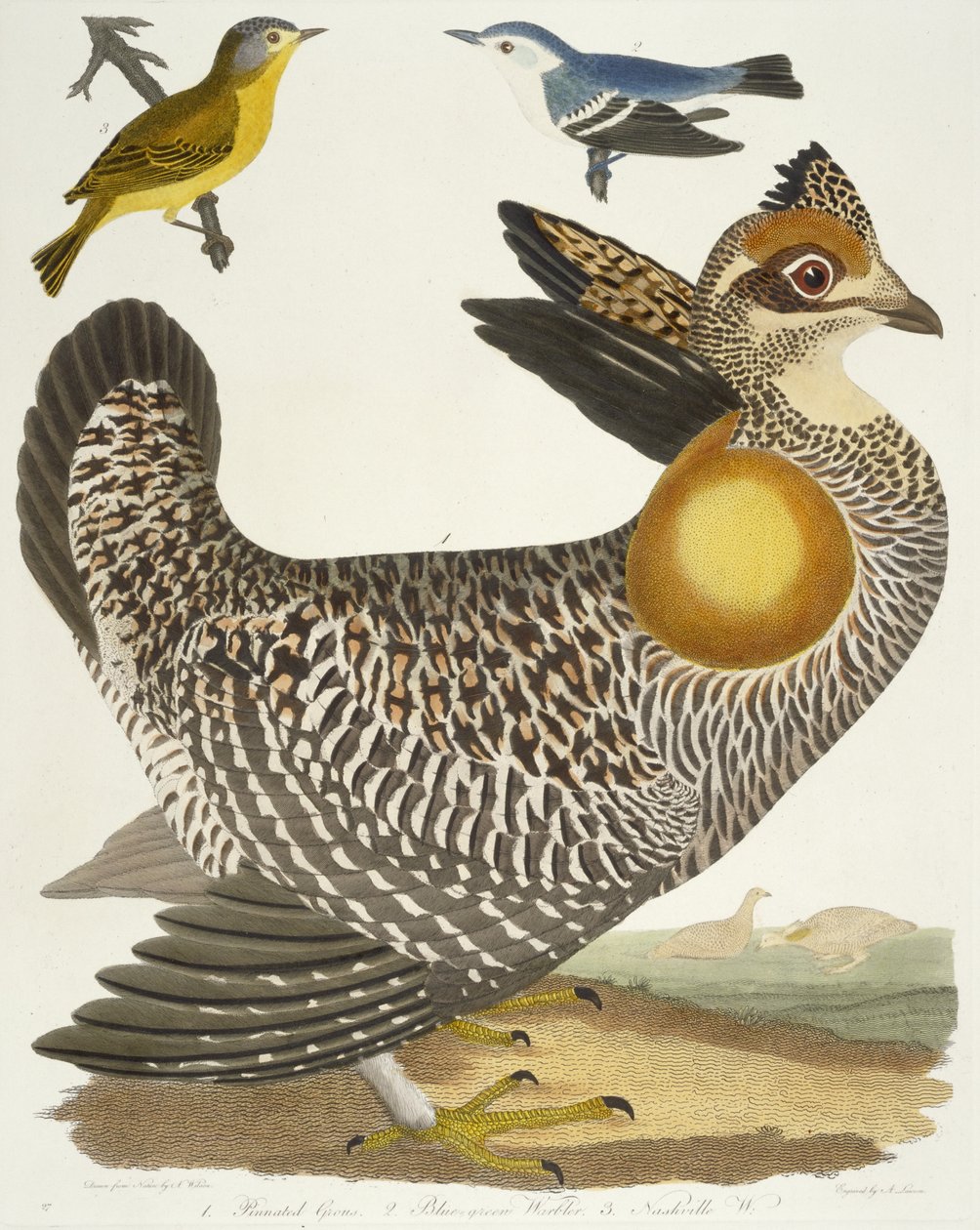 Oiseaux 27. 1. Tétras à queue fine. 2. Paruline bleu-vert. 3. Paruline de Nashville, 1808-1814 - Alexander Wilson