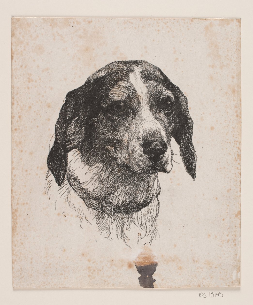 Une tête de chien - Alexander Blom
