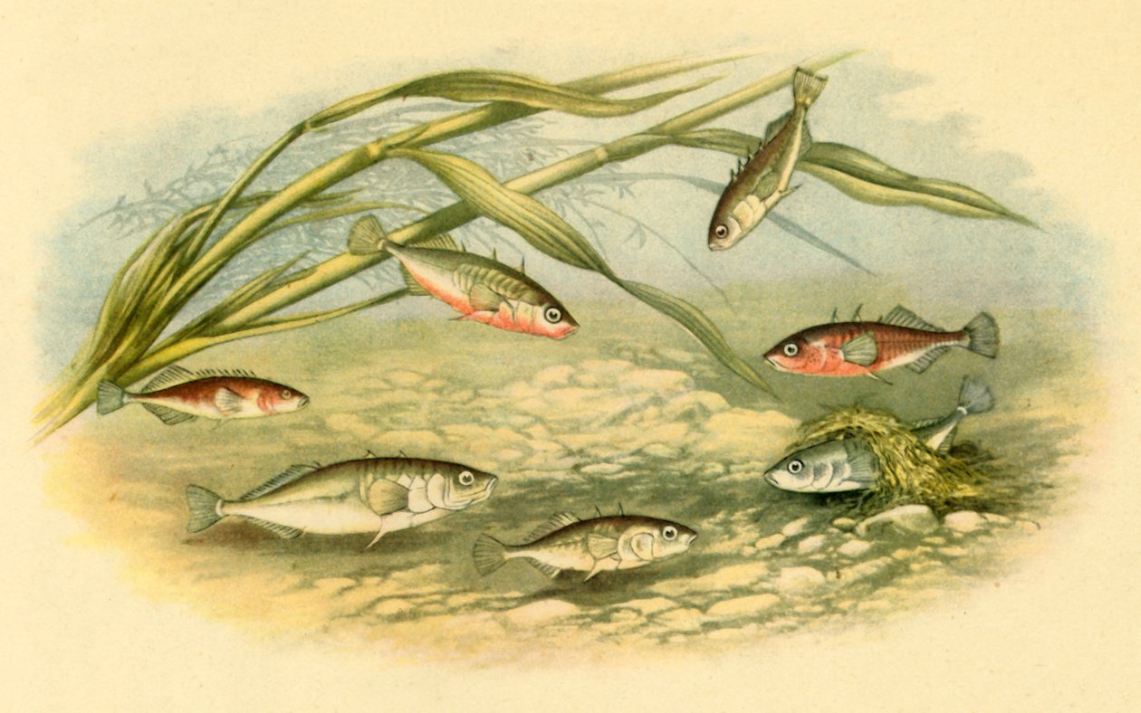 Épinoches, 1879, 1943 - Alexander Francis Lydon