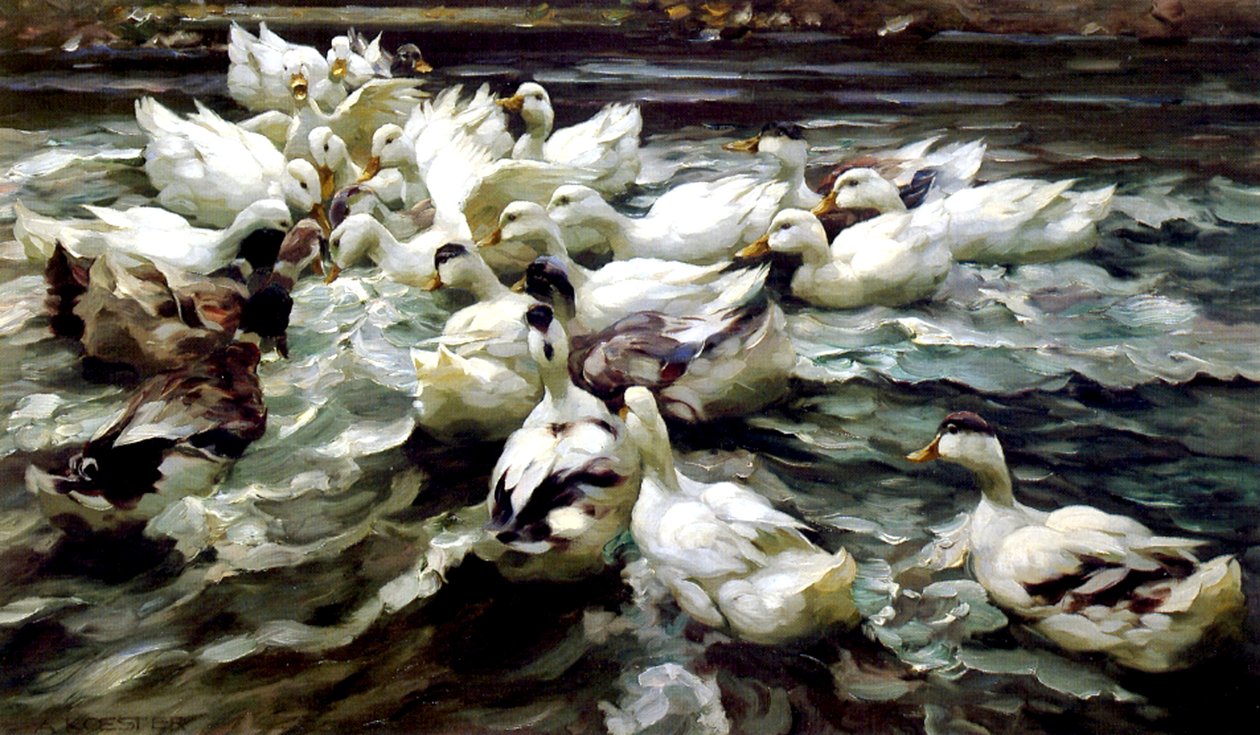 Rassemblement de canards - Alexander Koester