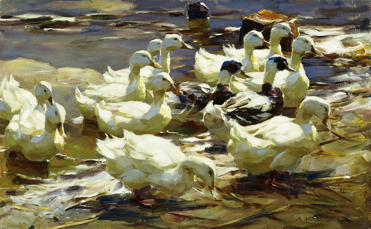 Canards dans l
