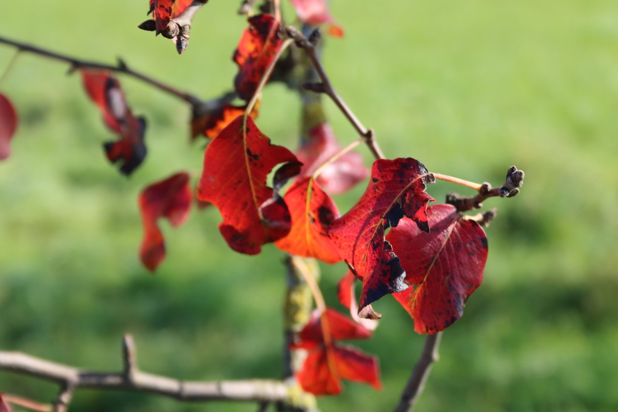 Couleurs d