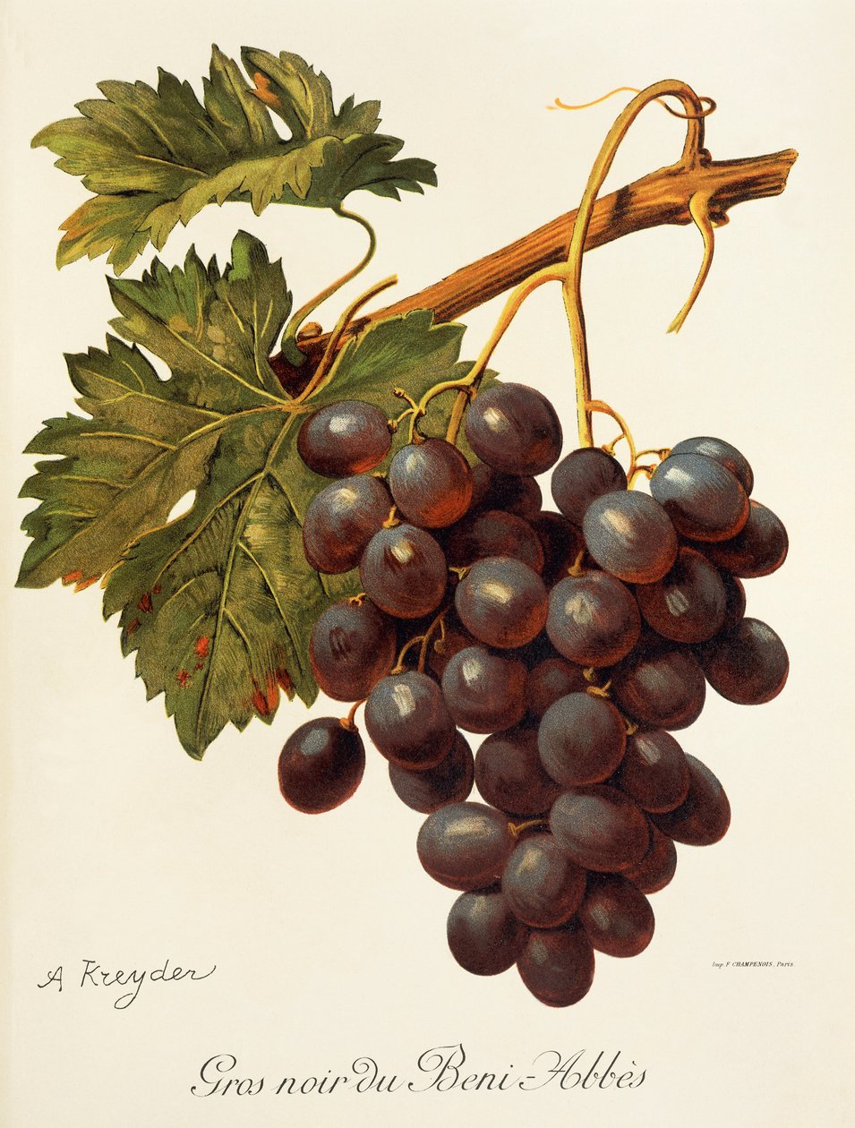 Raisin Abbes - Alexis Kreyder