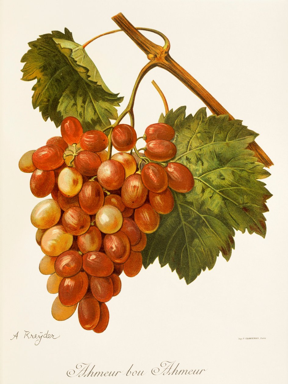 Raisin Ahmeur Bou Hameur par A. Kreyder - Alexis Kreyder