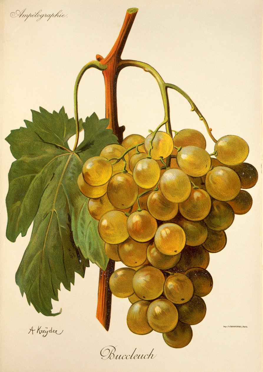 Raisin Buccleuch par A. Kreyder - Alexis Kreyder