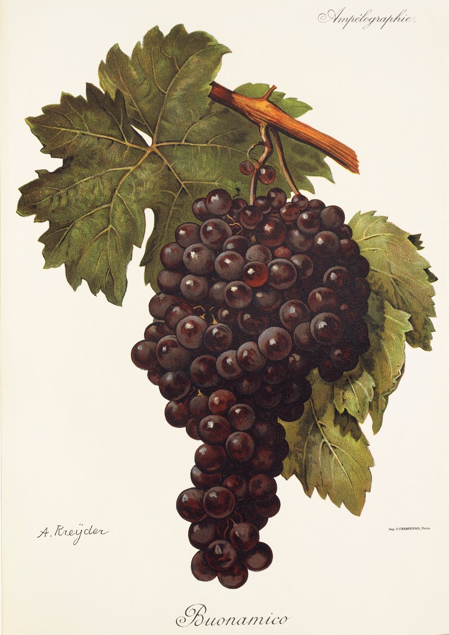 Raisin Buonamico - Alexis Kreyder