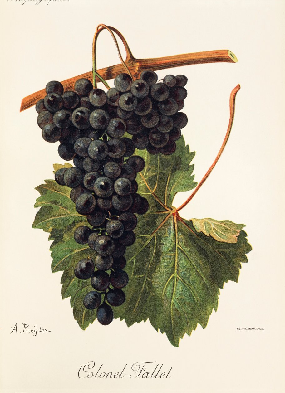 Raisin Colonel Fallet - Alexis Kreyder